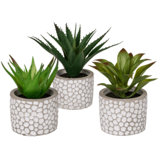 Decoration Succulents in white/grey cement pot,