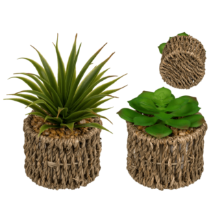Decoration Succulents in sea-grass pot,